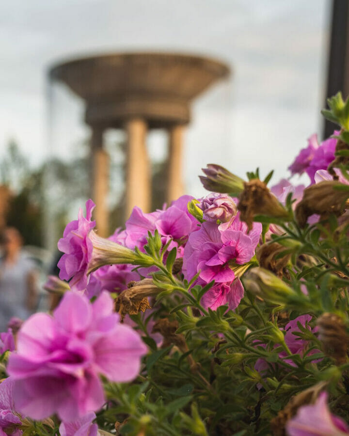 freshly bloomed pink flowers in focus with monument in background